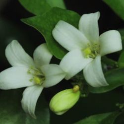 🌙 Plant: Night Blooming Jasmine (Cestrum nocturnum)