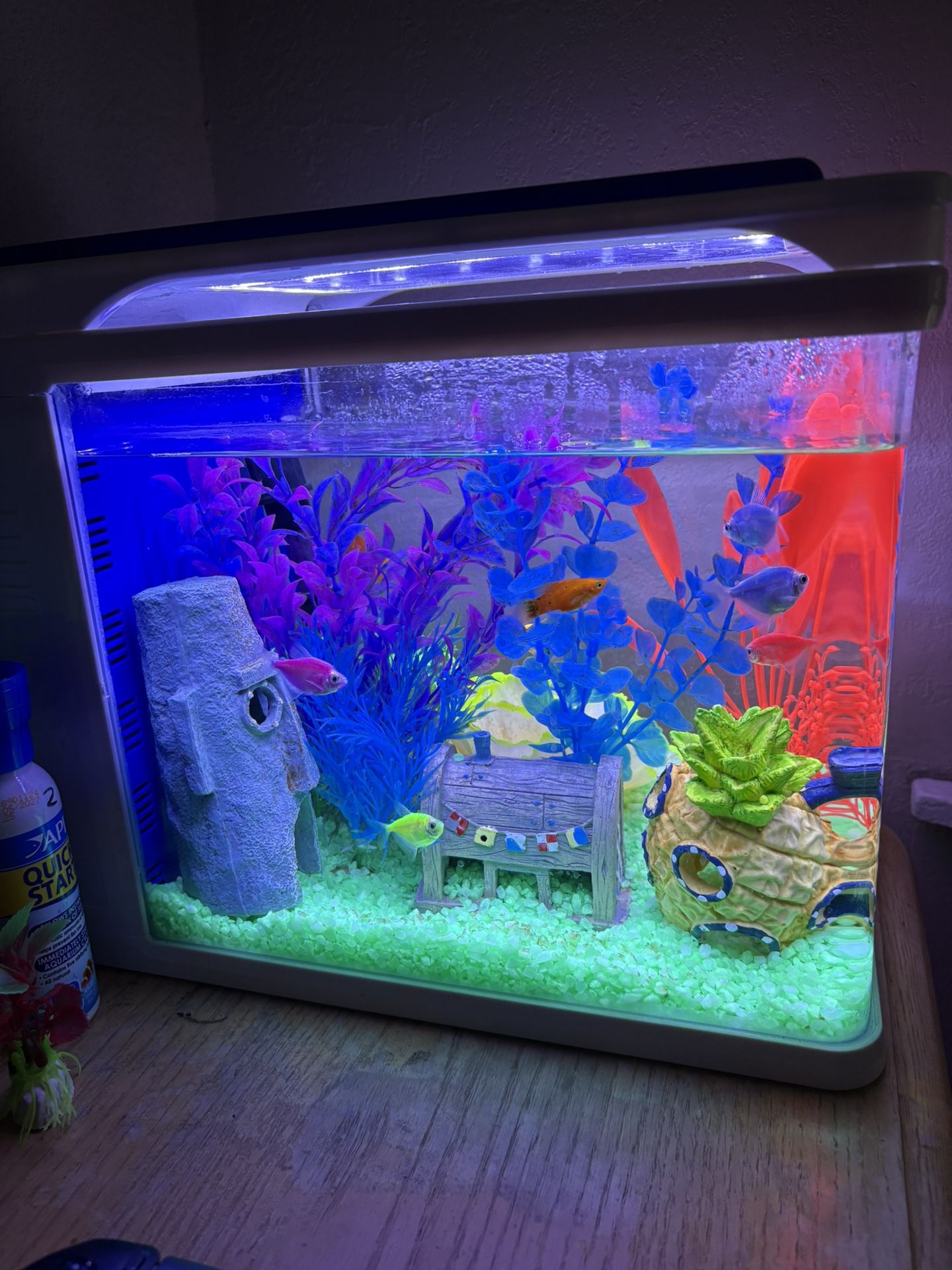5 Gallon Glofish Tank 
