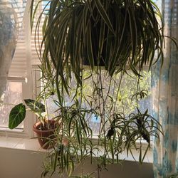 Spider Plant For Sale $3