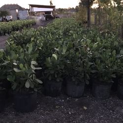 Clusias 7 Gallon $15