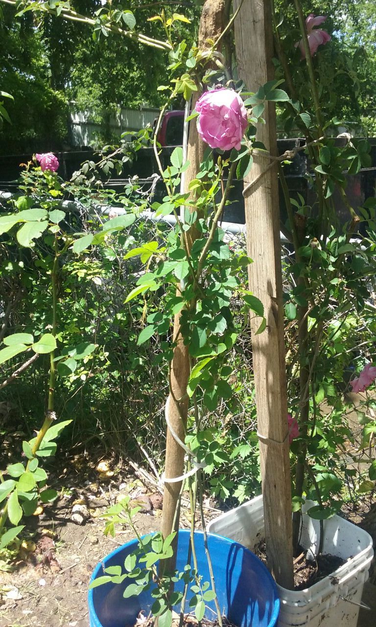 Rosa de castilla de guia. Roses that whil grow all over ur fence color pink
