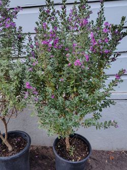 Texas sage