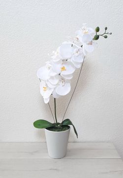 Flower arrangements