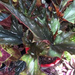Red Begonia Maculata Polka Dot