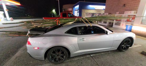Bamboo for sale