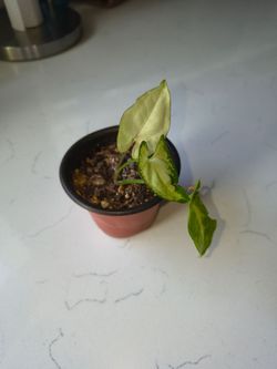 Starter Syngonium Arrowhead – Rooted Cutting in Fresh Soil