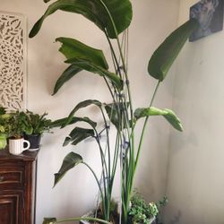 7 Ft Bird Of Paradise