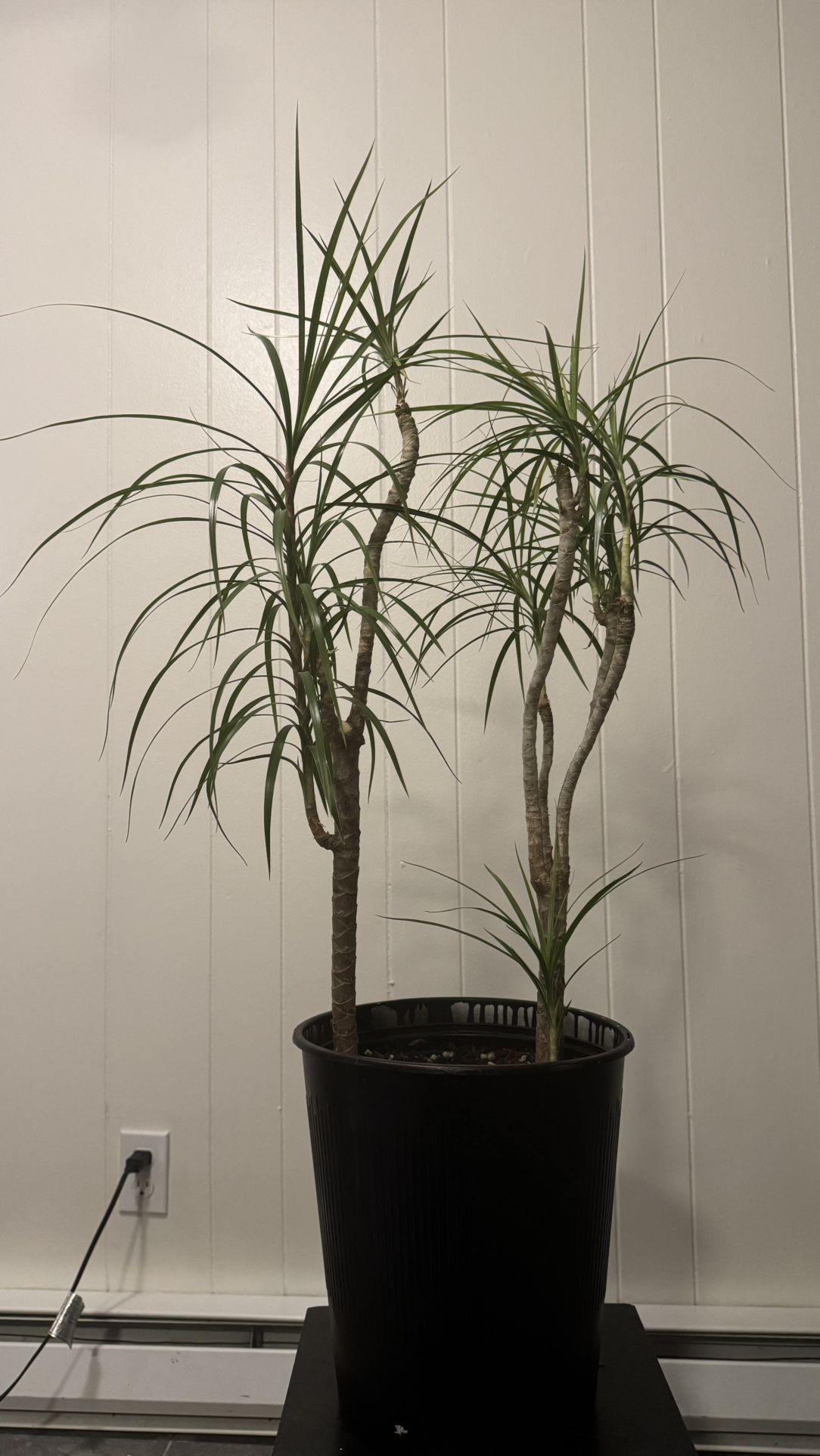 Dracaena / dragon tree house plant