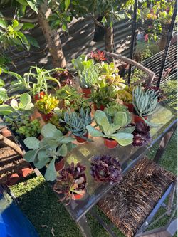 Succulent $2 each small pot