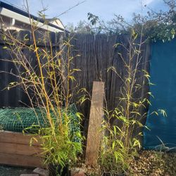Bamboo