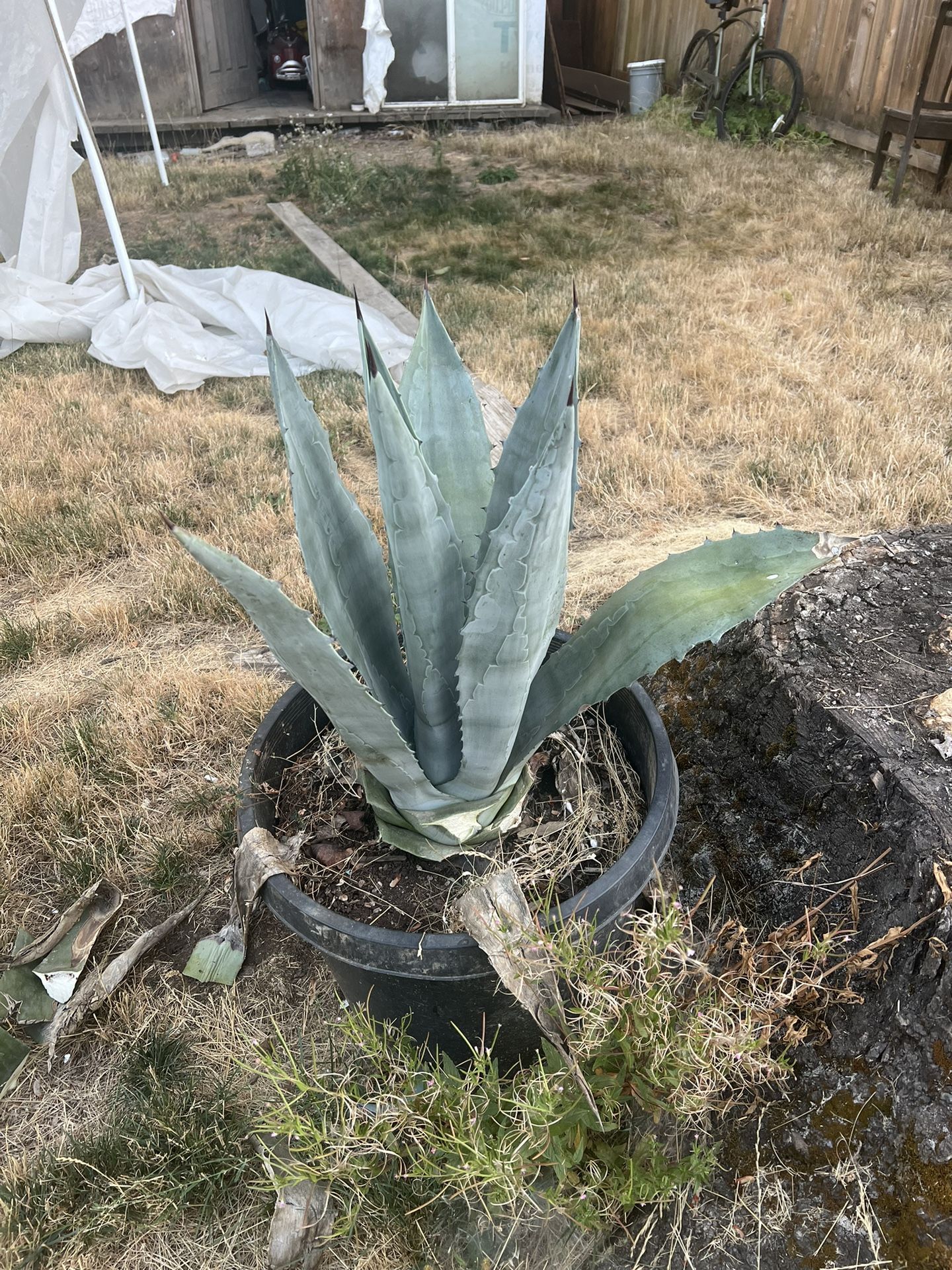 Agave