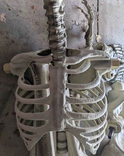 12 feet skeleton