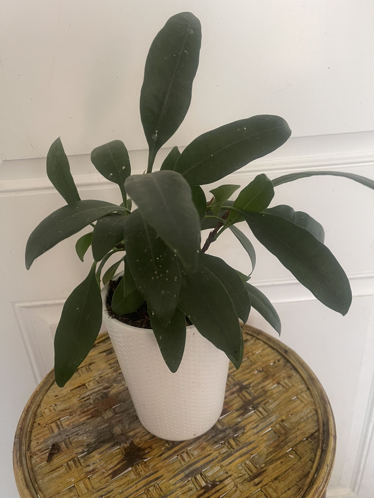 Plant For Room