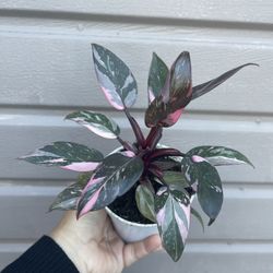4”  Philodendron Pink Princess  Marble 