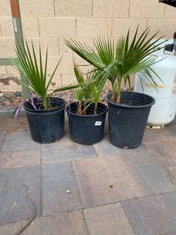PALMS