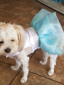 Handmade dog clothes