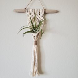 Air Plant Holder 