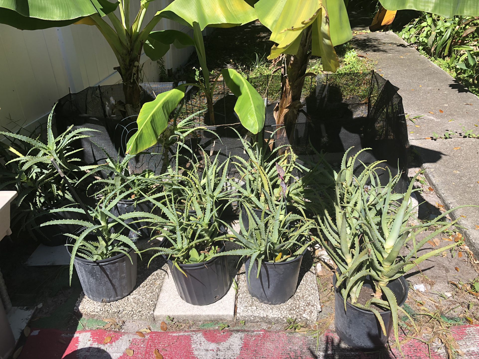 Aloe plants 3 Gallon pot 