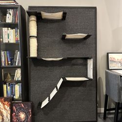 Cat Climbing Wall
