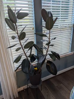 Burgundy Ficus Rubber Plant
