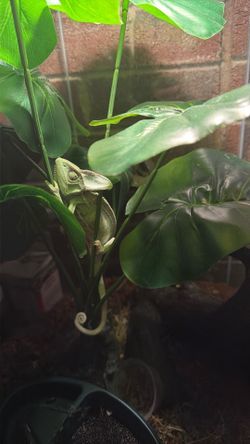 Chameleon