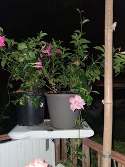 Beautiful flower plants