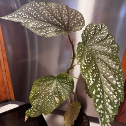 Begonia - Angel Wing