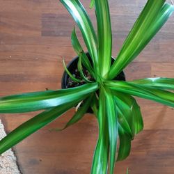 Varigated Spider Plants (Large--10")