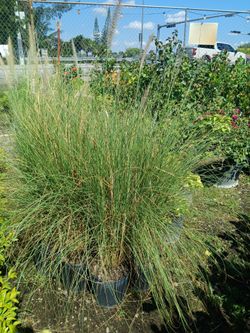 fountain grass plants on sale now $8