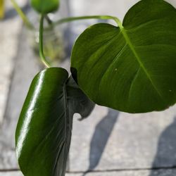 Rooted Monstera Deliciosa Cutting(s)