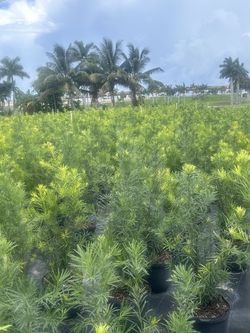 Podocarpus 7gal