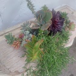 Succulent Arrangement in Driftwood 