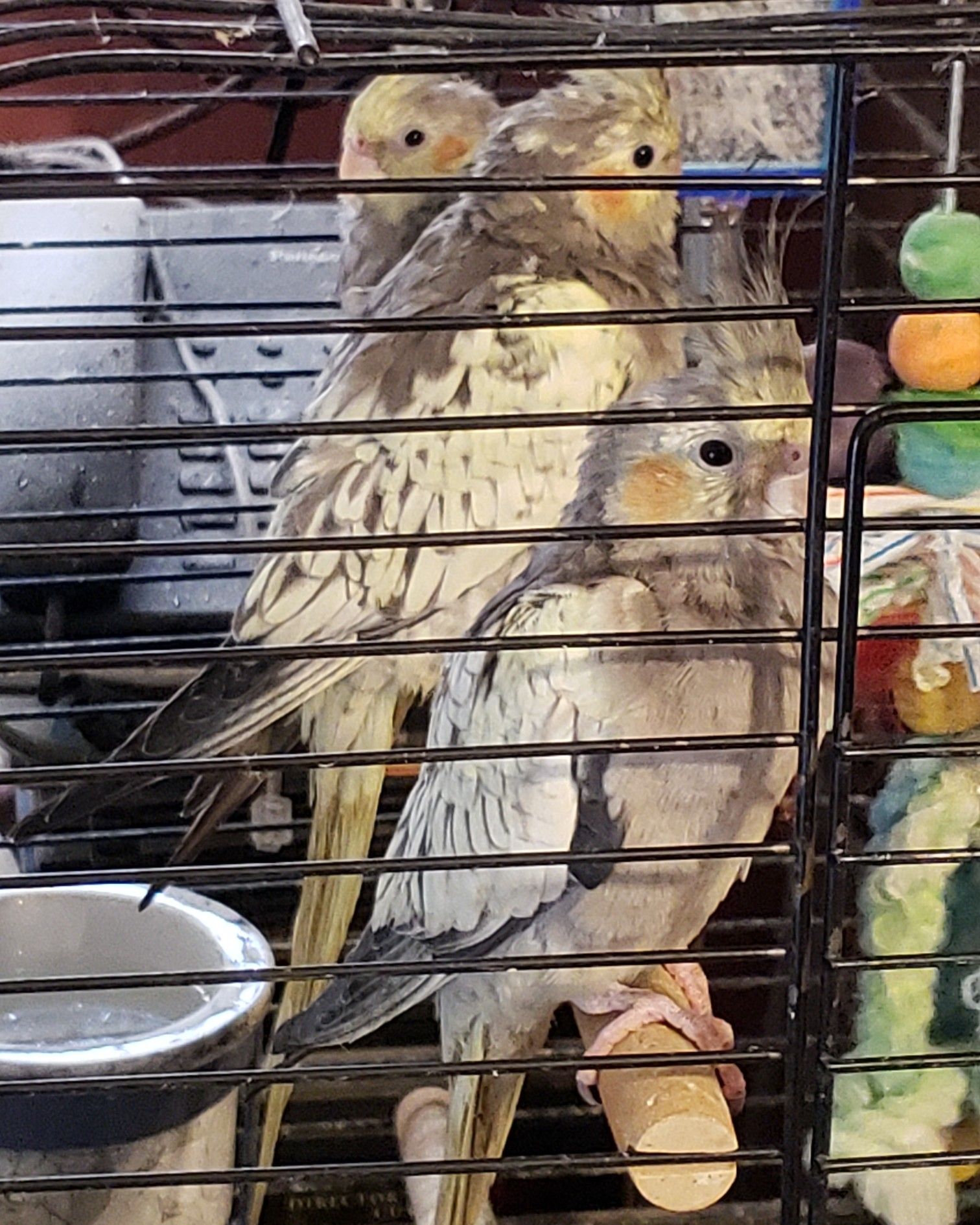 Hand-raised Cockatiels