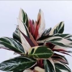 Houseplant Trio Calathe Starter Of That Plant