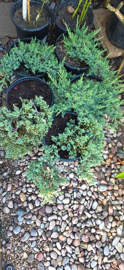 5 gallon junipers