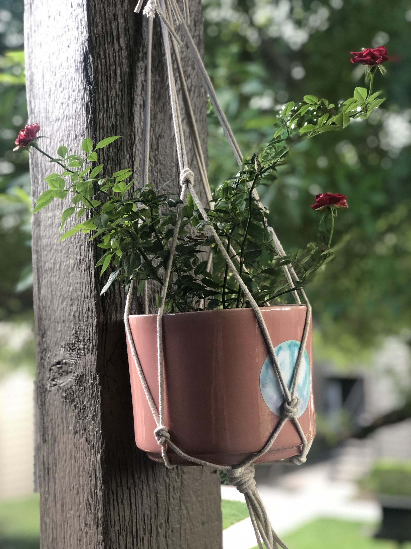 Plant hanger