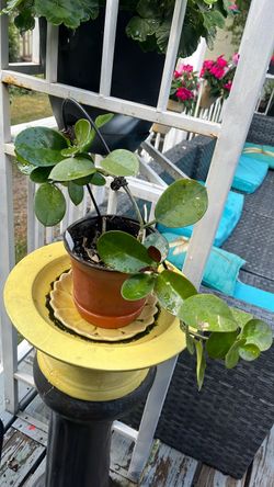 Hoya plant