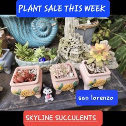 PLANT SALE ON SUNDAY FROM 1PM TO 5PM..IN SAN LORENZO. SUNDAY