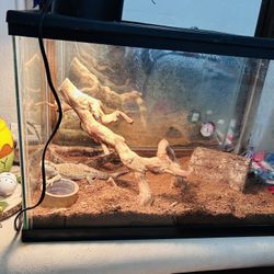 Lizard Enclosure 