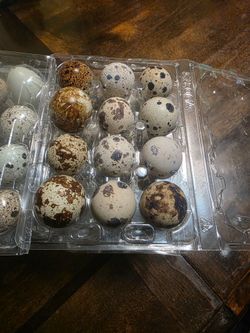 🥚🥚🥚🥚quail