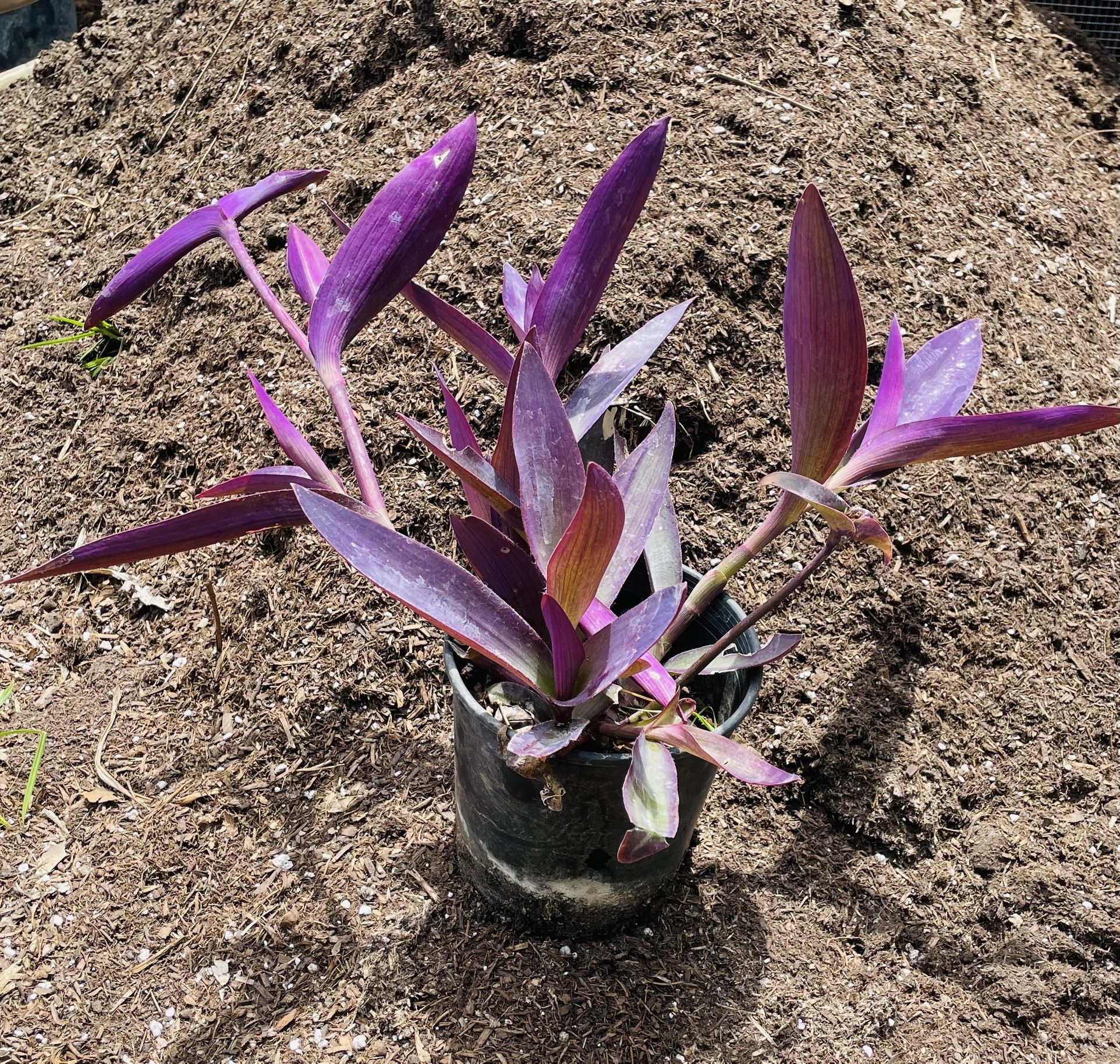 Purple Hearts 1 Gallon Succulent Plant