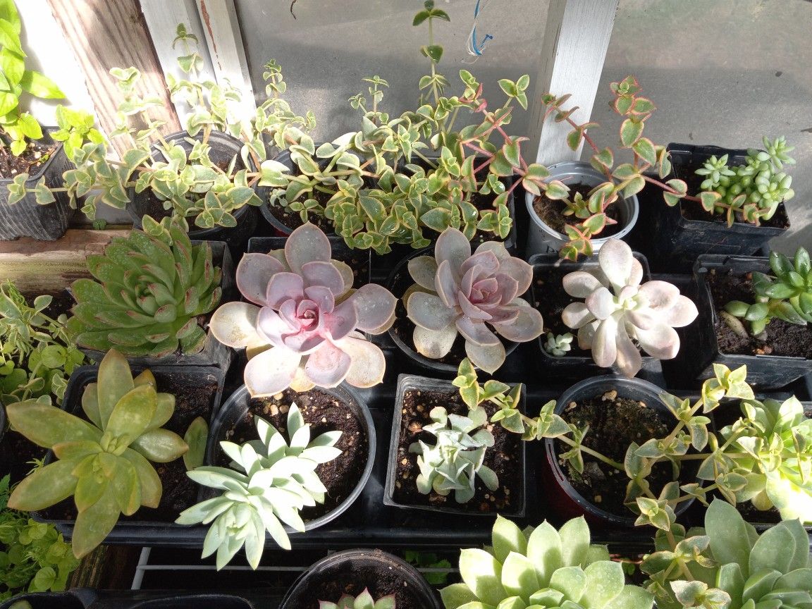 Succulents Sale