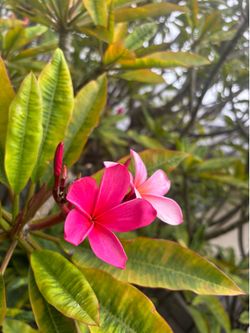 Plumeria cuttings