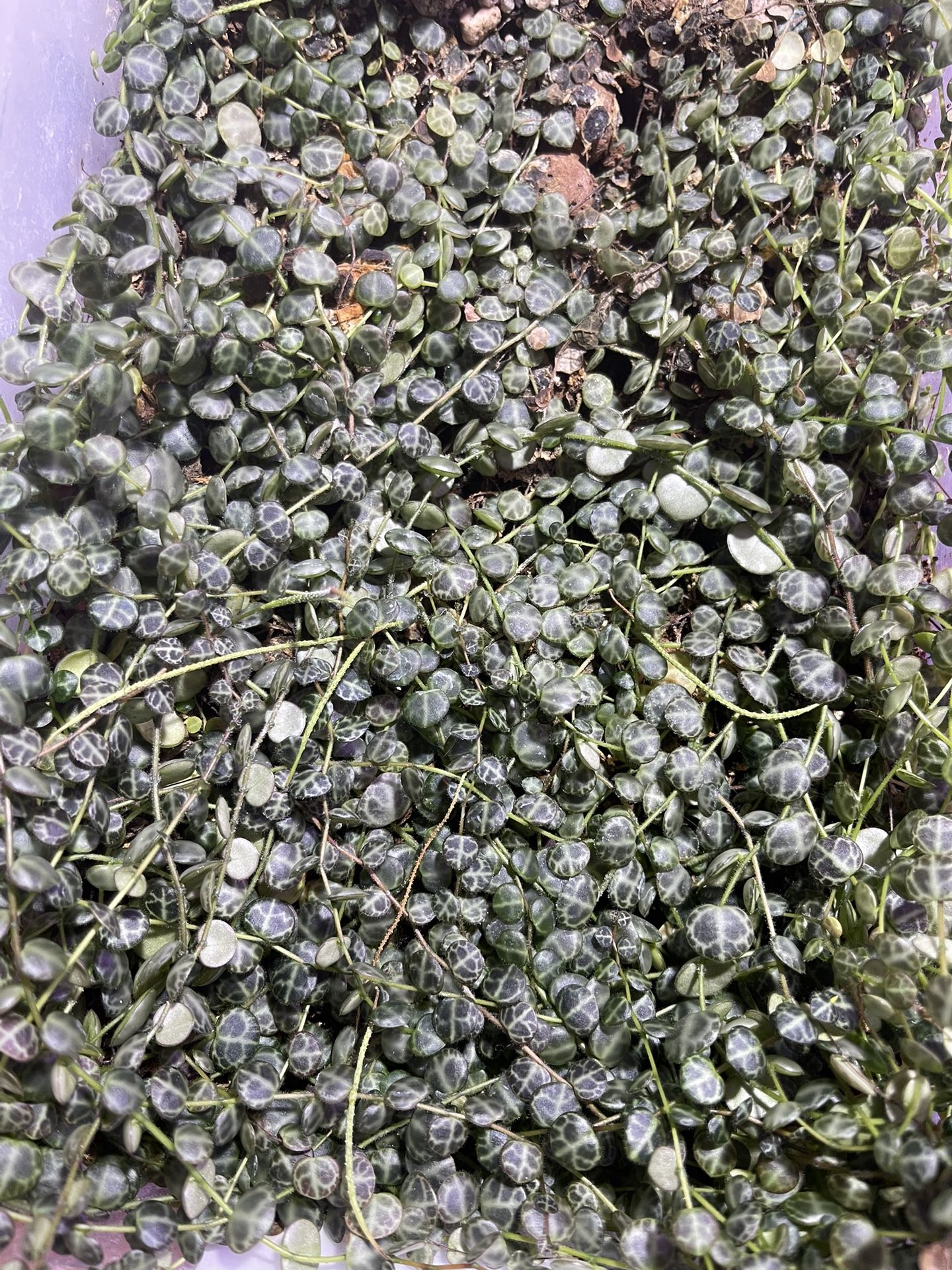 String Of Turtles Plant