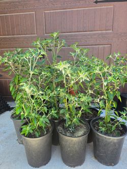 Black cobra pepper chile plant chile negro