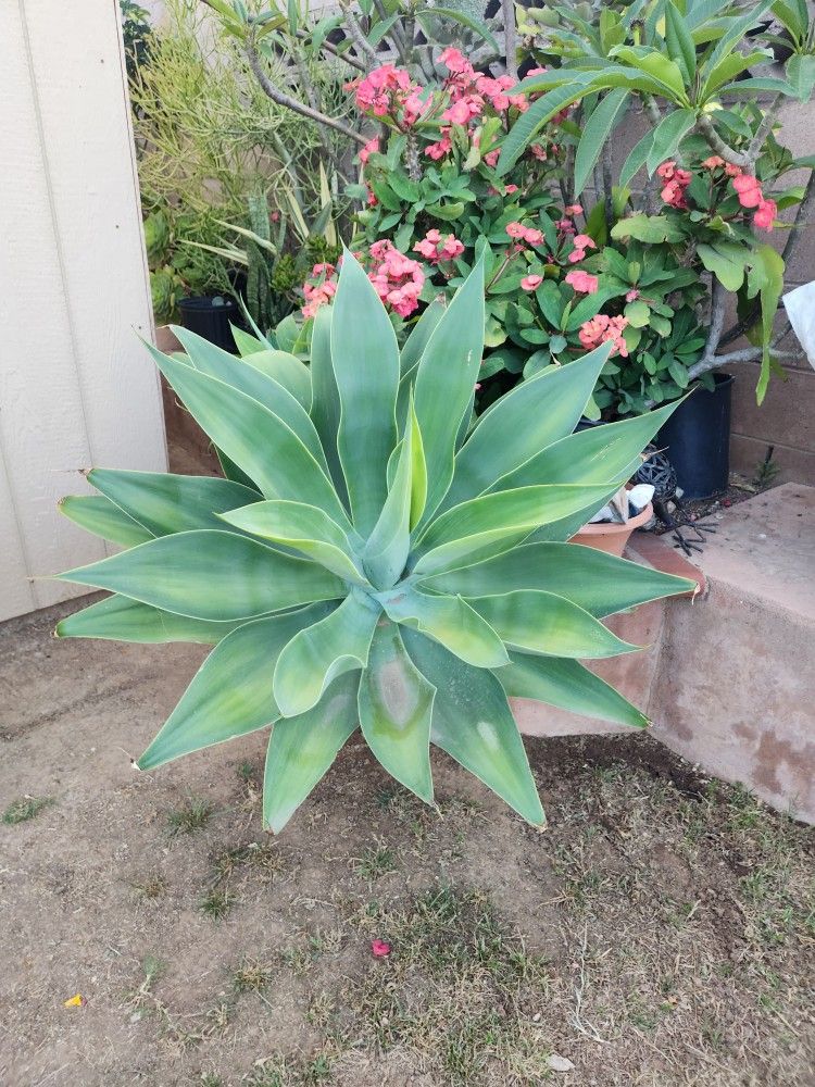 Oxtail Agave.. Each 30.. I Have 3 When Ready To Pick Up I Will Dig It Out..