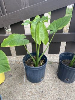 Elephant Plants