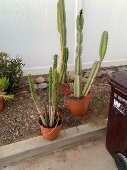 Cactus plants