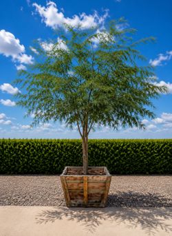 Beautiful Chilean Mesquite Tree –