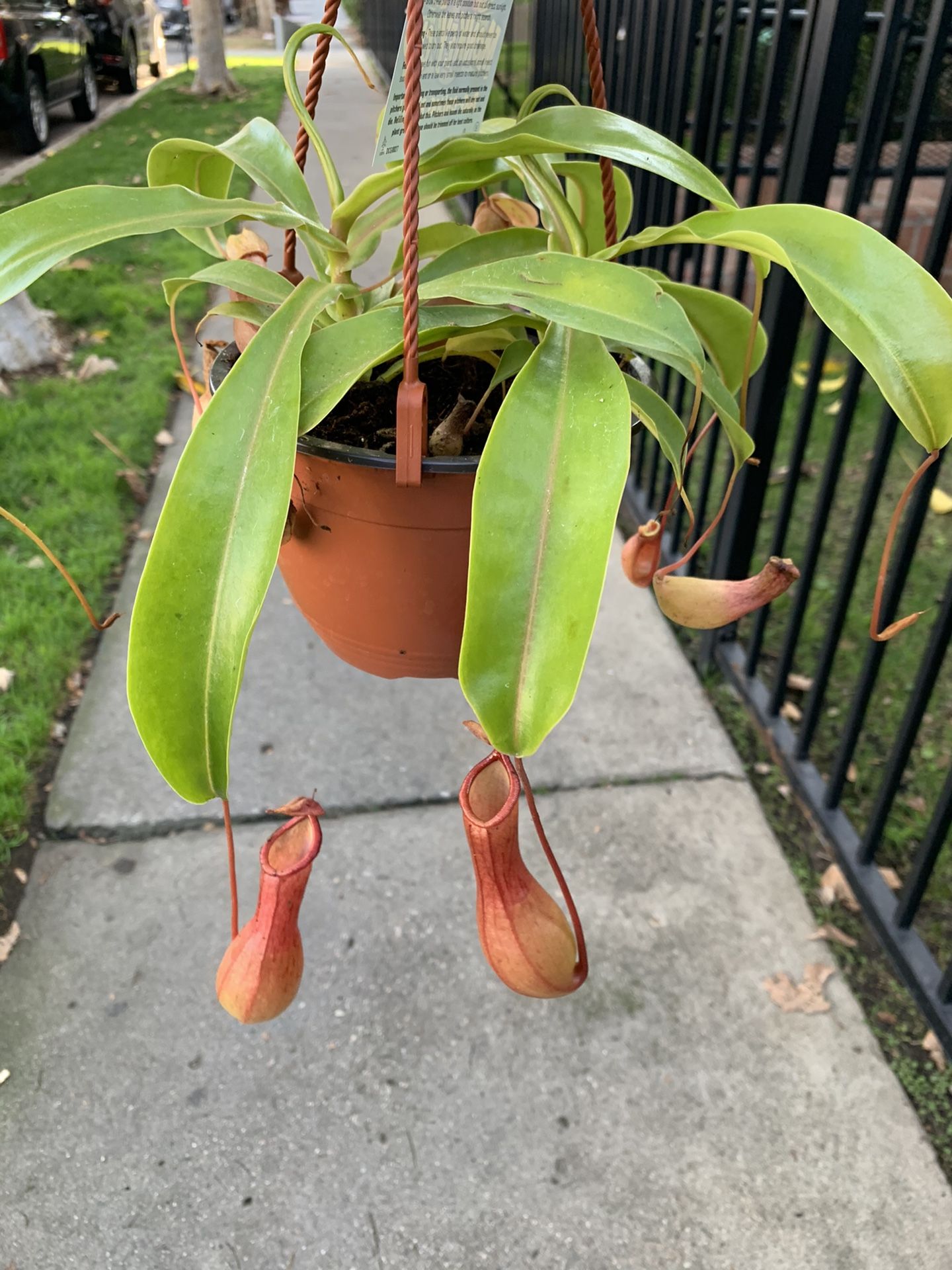 carnivorous pitcher plant